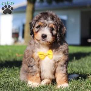 Finley, Mini Bernedoodle Puppy